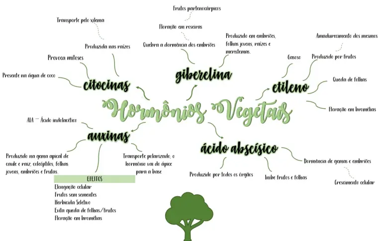 Hormônios Vegetal - Reino Vegetal/Botânica - Mapas Mentais de Biologia Para  o Enem e Vestibulares | Projeto Elisa - Mind Maps